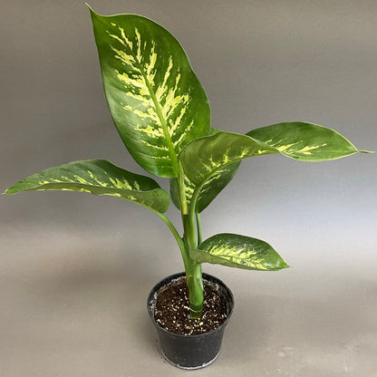 Dieffenbachia 'Tropic Snow'