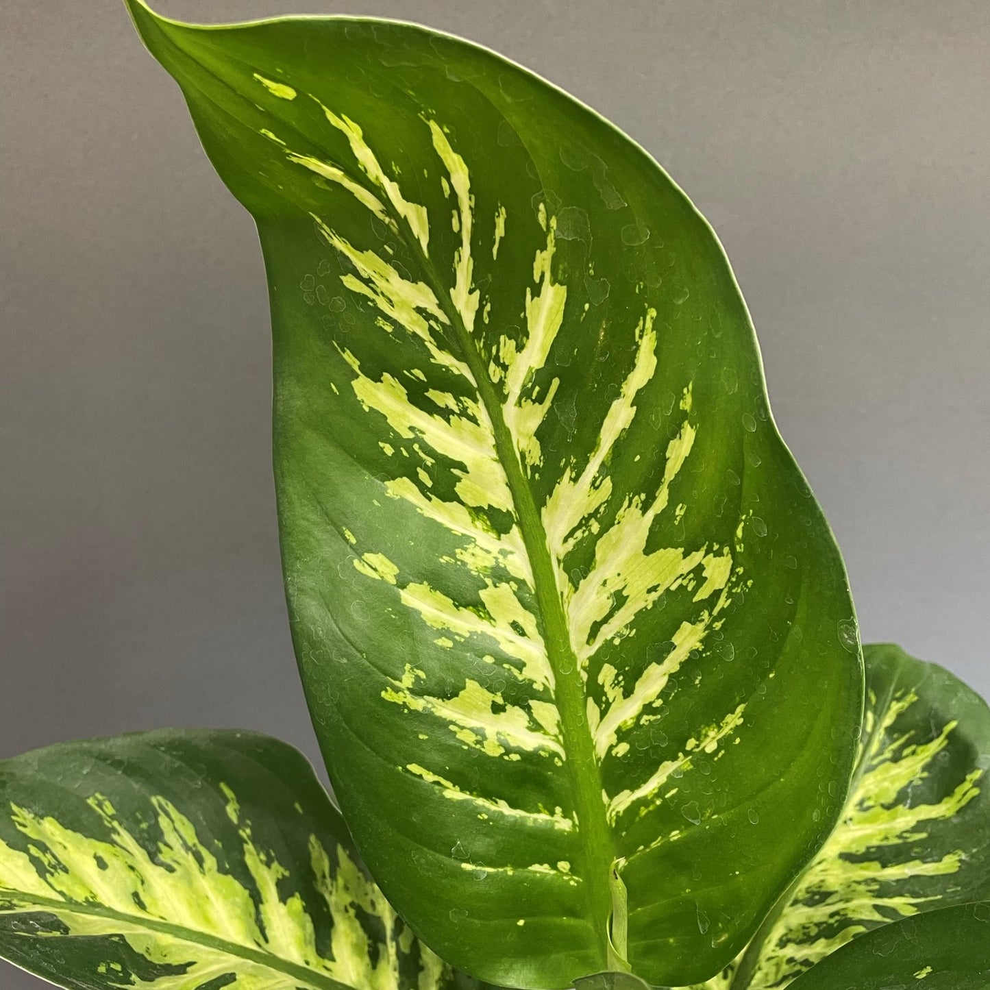 Dieffenbachia 'Tropic Snow'