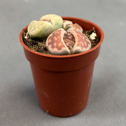 Livingstones (Lithops)