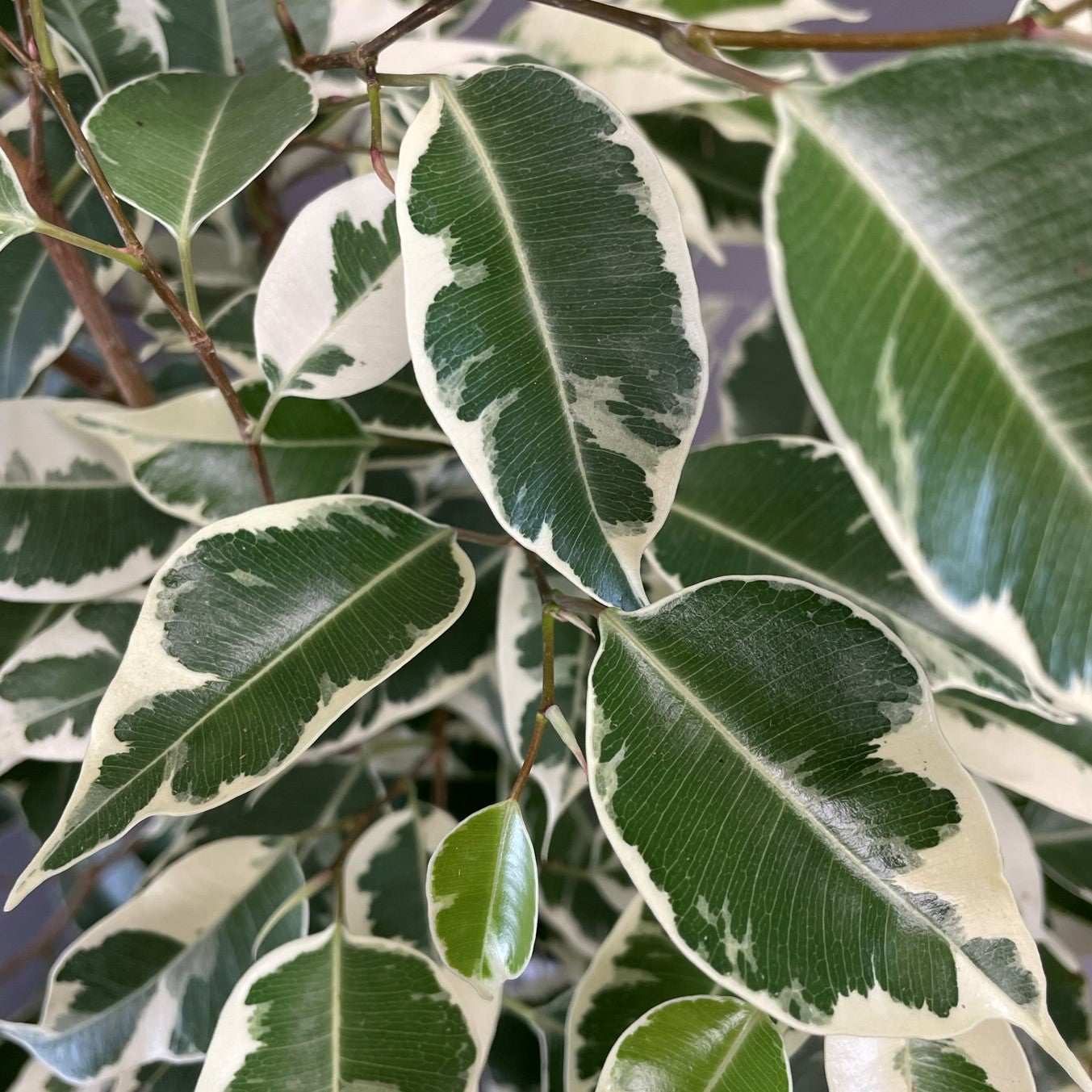 Ficus benjamina