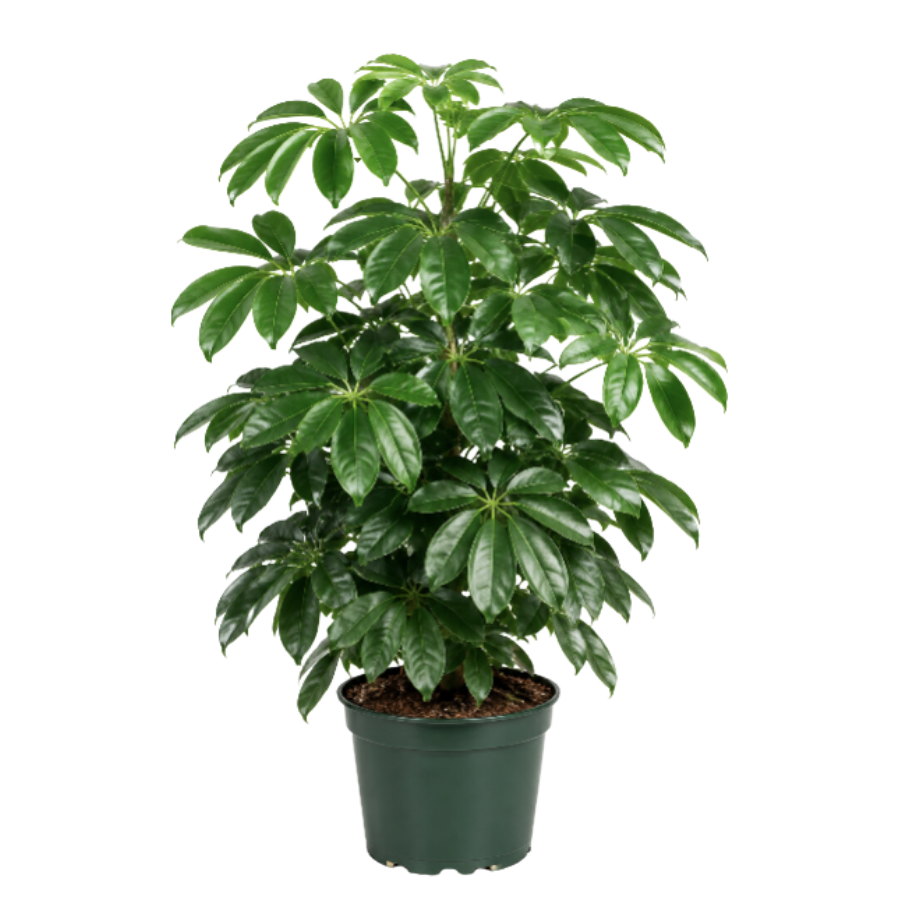 Schefflera 'Amate'