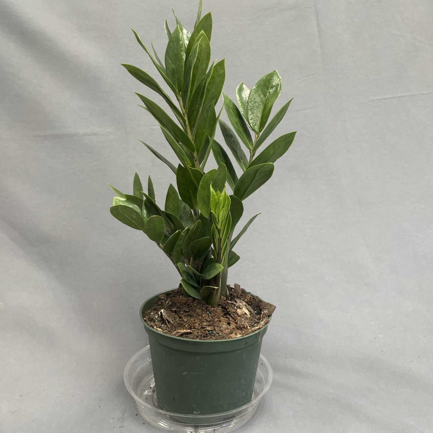 ZZ Plant
