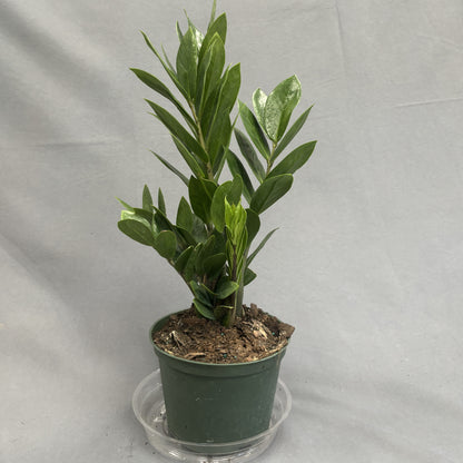ZZ Plant