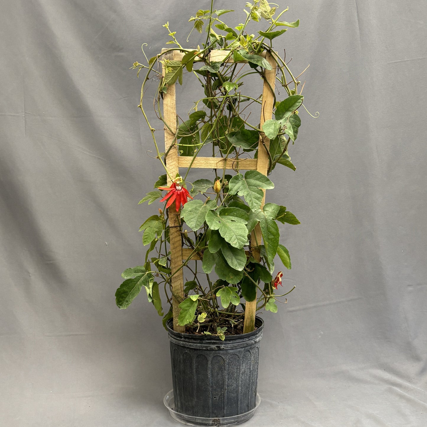 Passion Flower