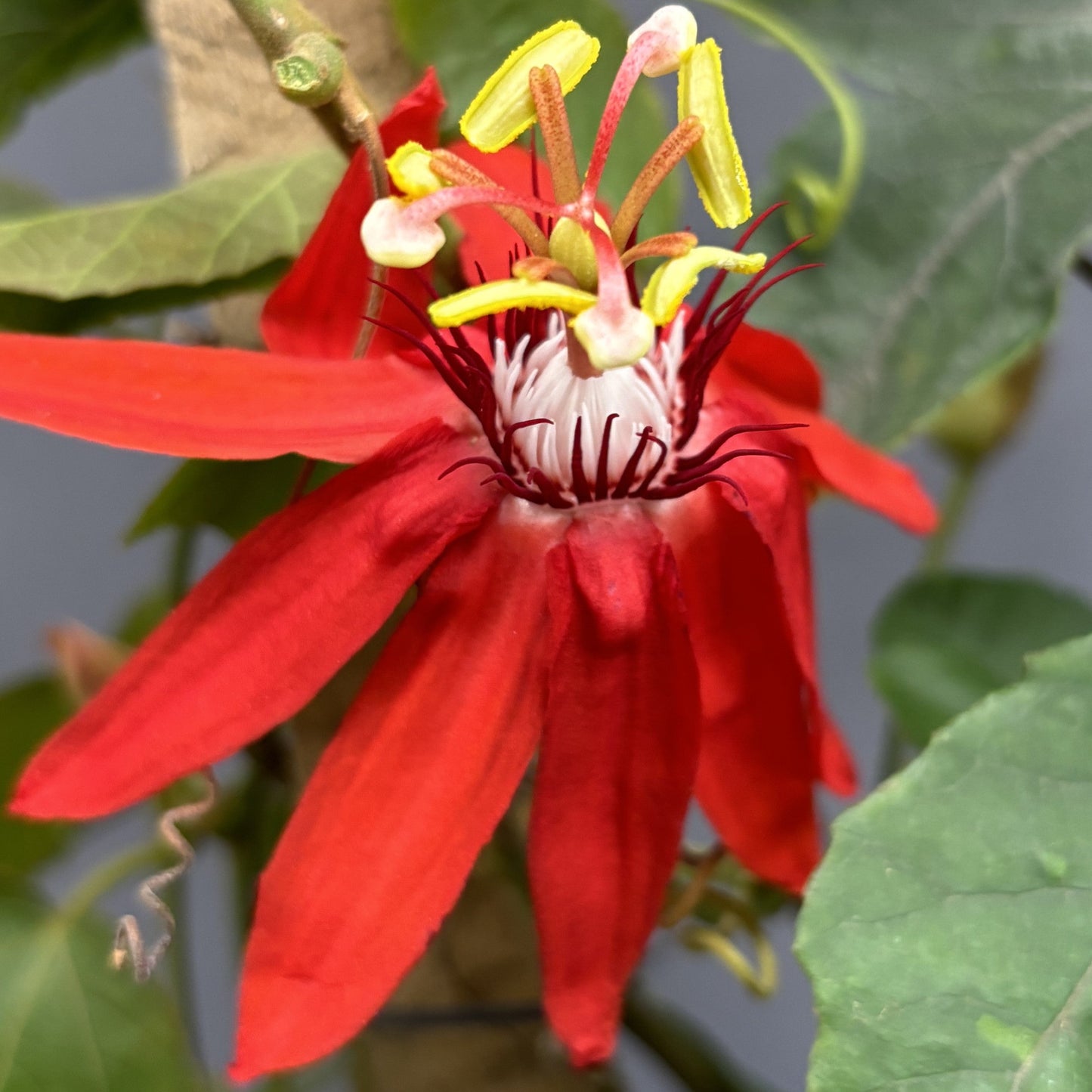 Passion Flower