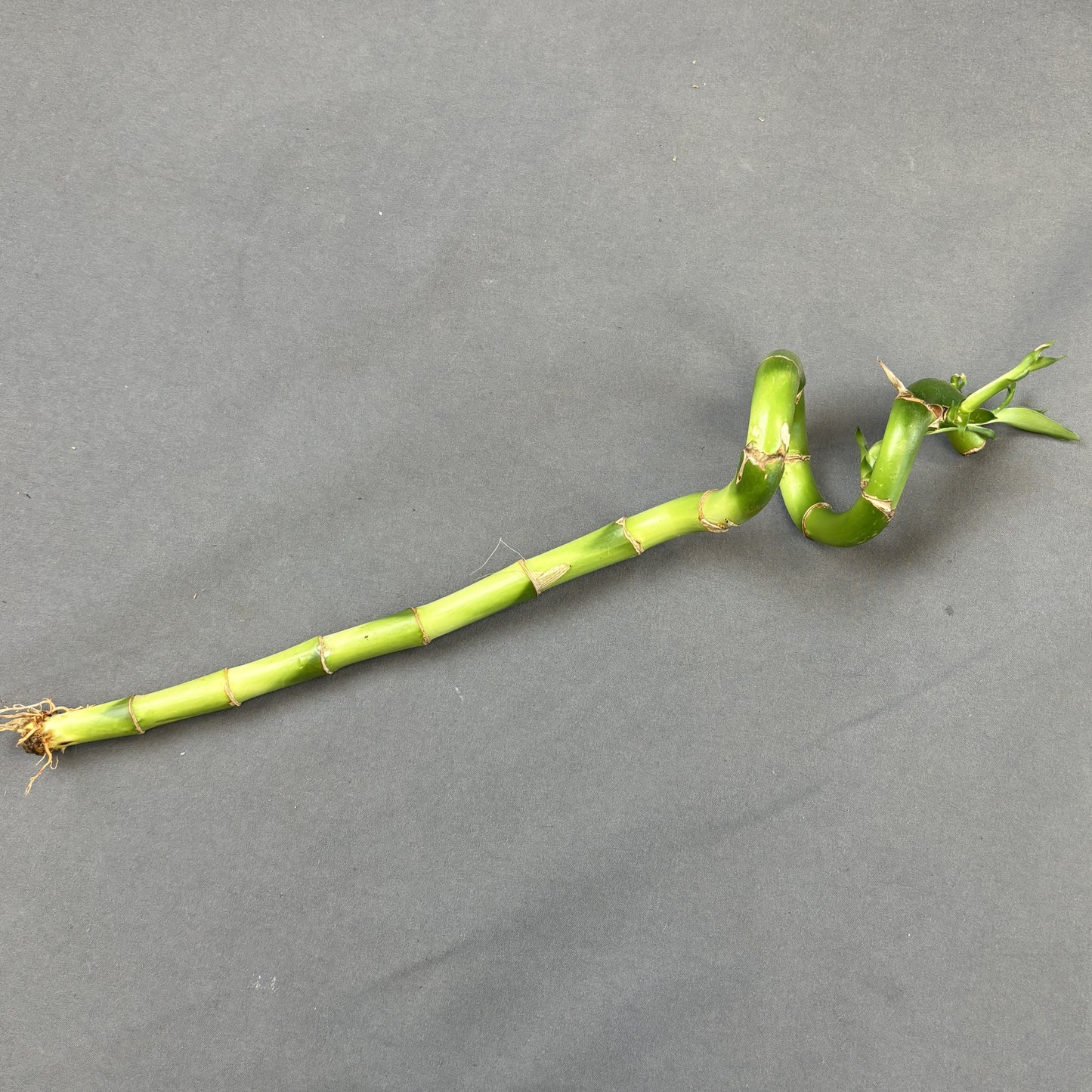 Dracaena 'Lucky Bamboo'