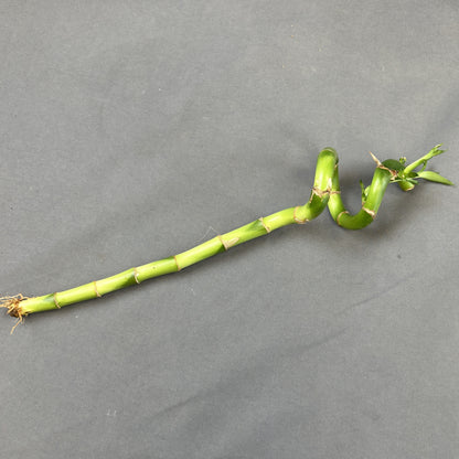 Dracaena 'Lucky Bamboo'