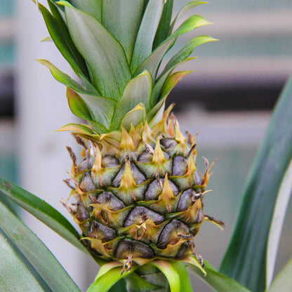 Ornamental Pineapple Bromeliad