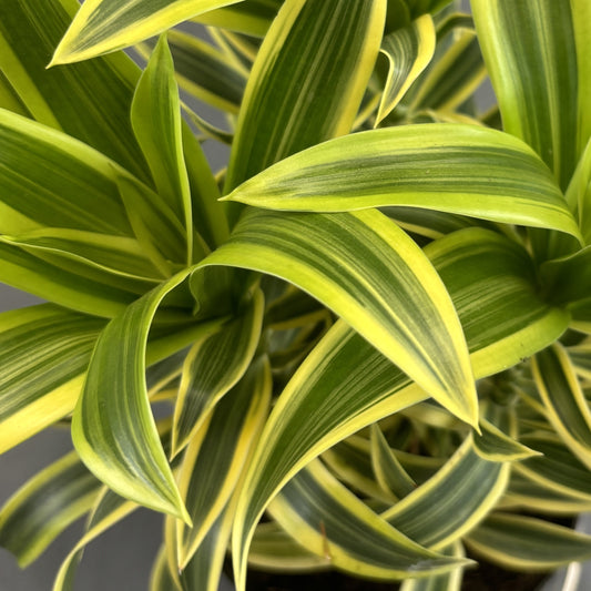 Dracaena 'Song Of India'
