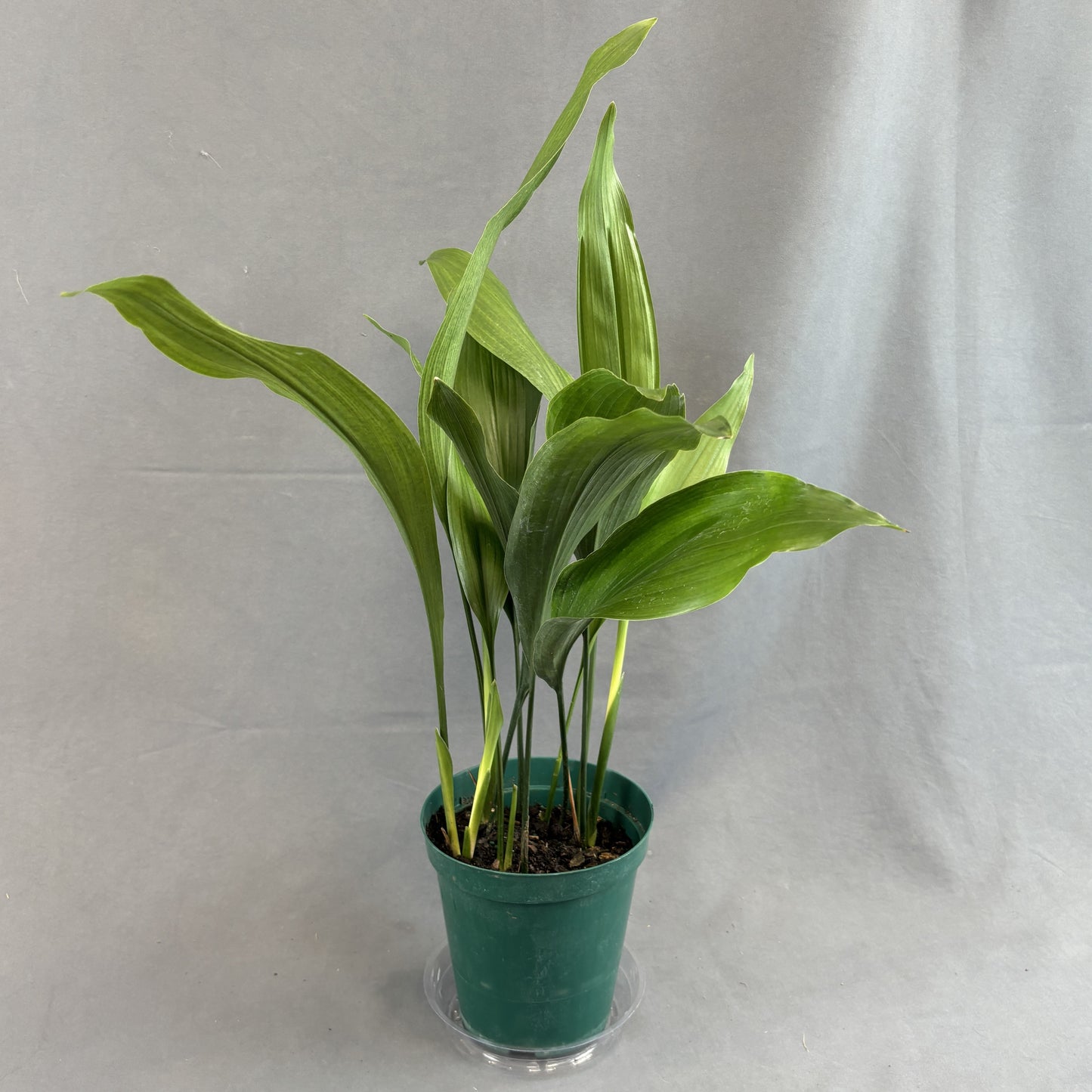 Cast Iron Plant