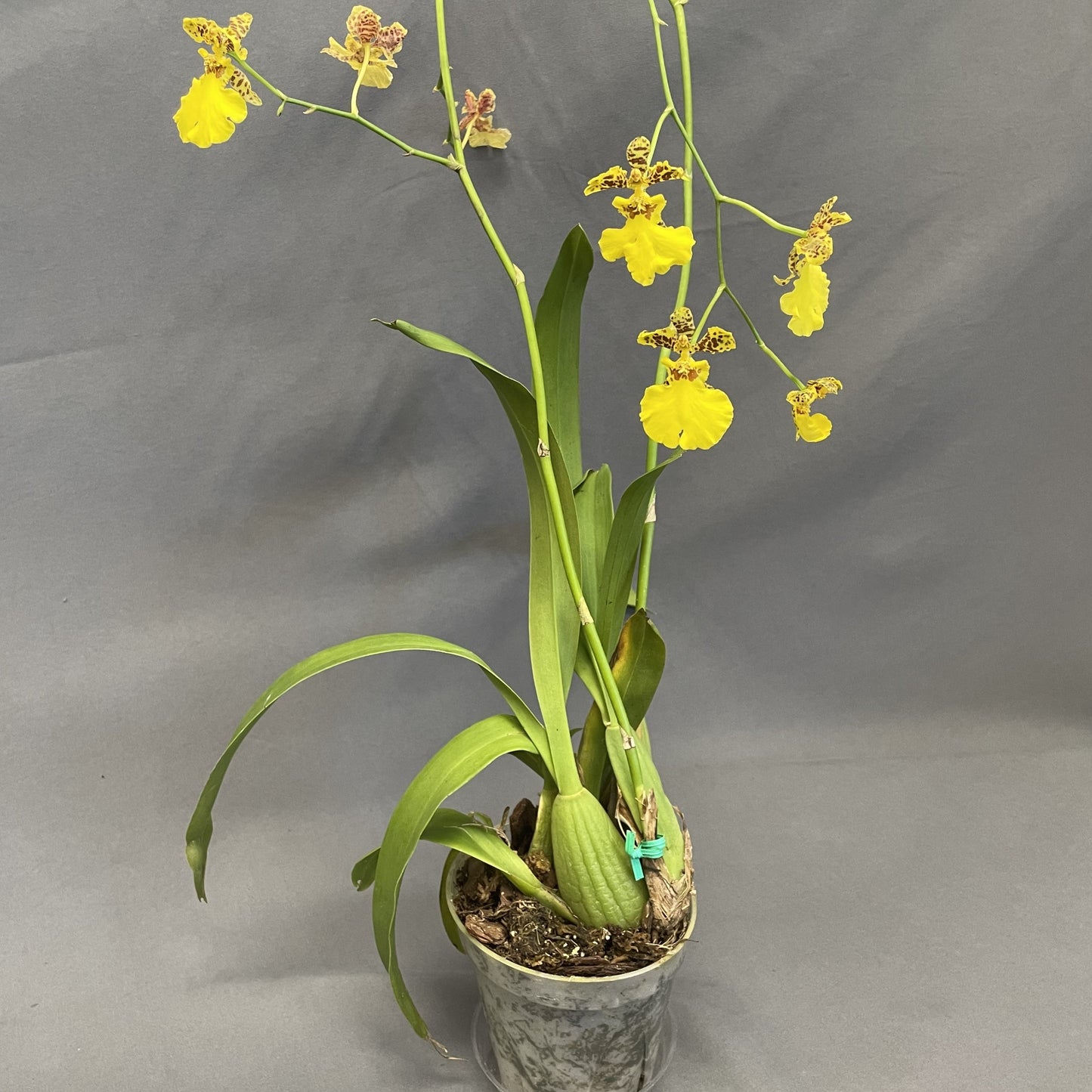 Oncidium Orchid