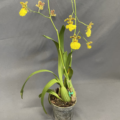 Oncidium Orchid