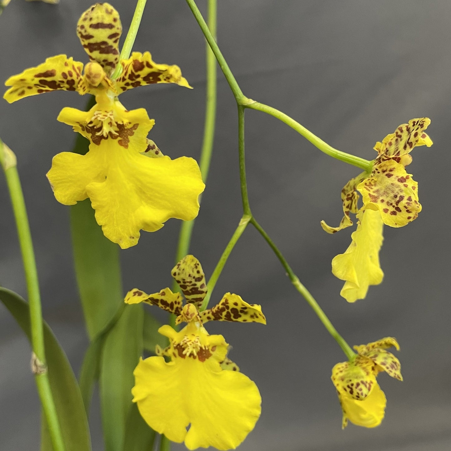 Oncidium Orchid