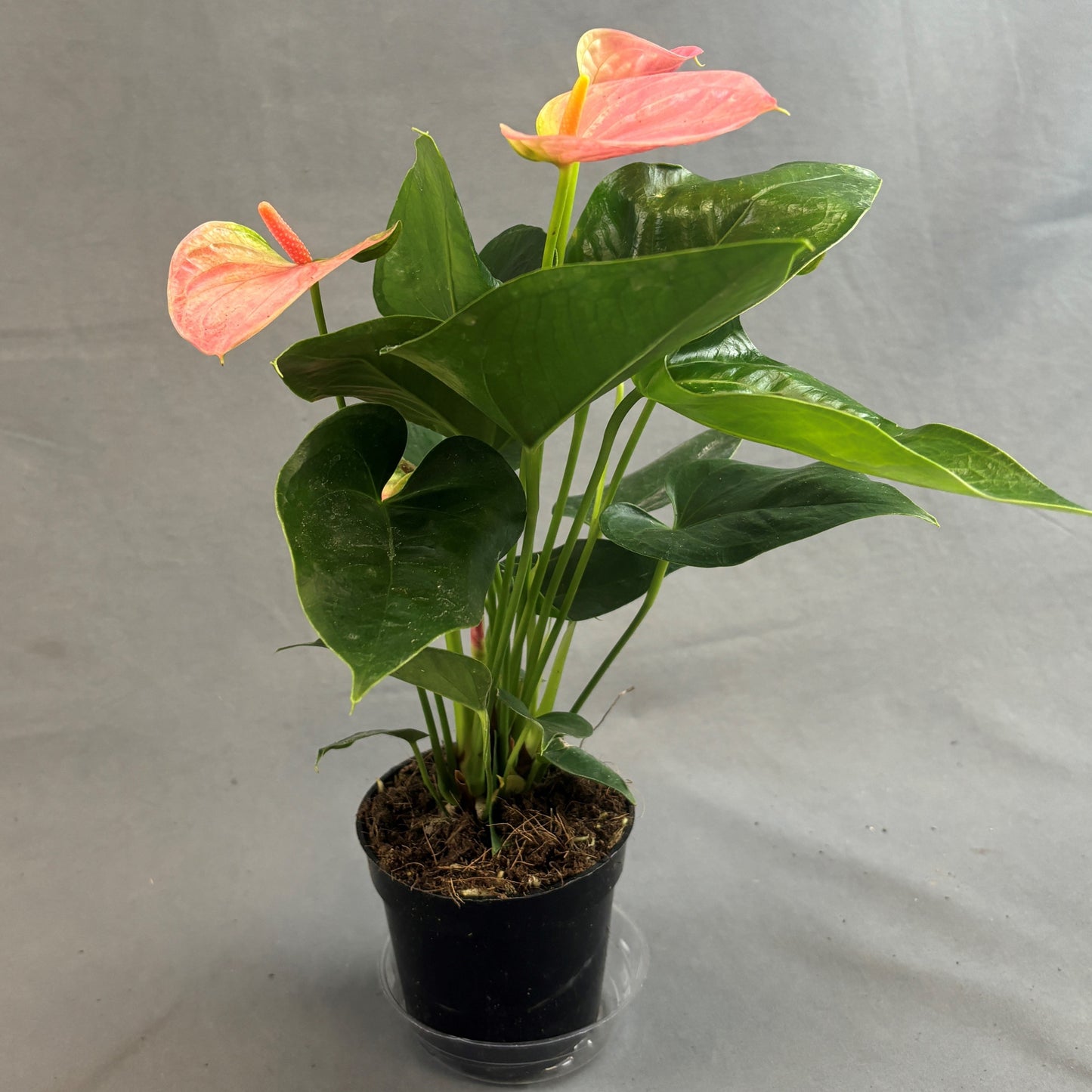 Anthurium andreanum