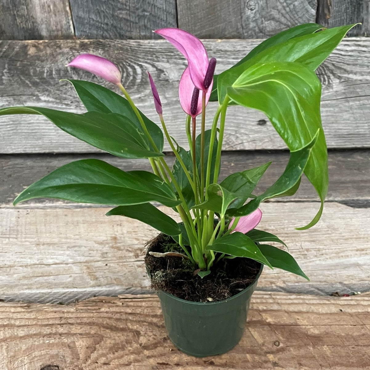 Anthurium andreanum