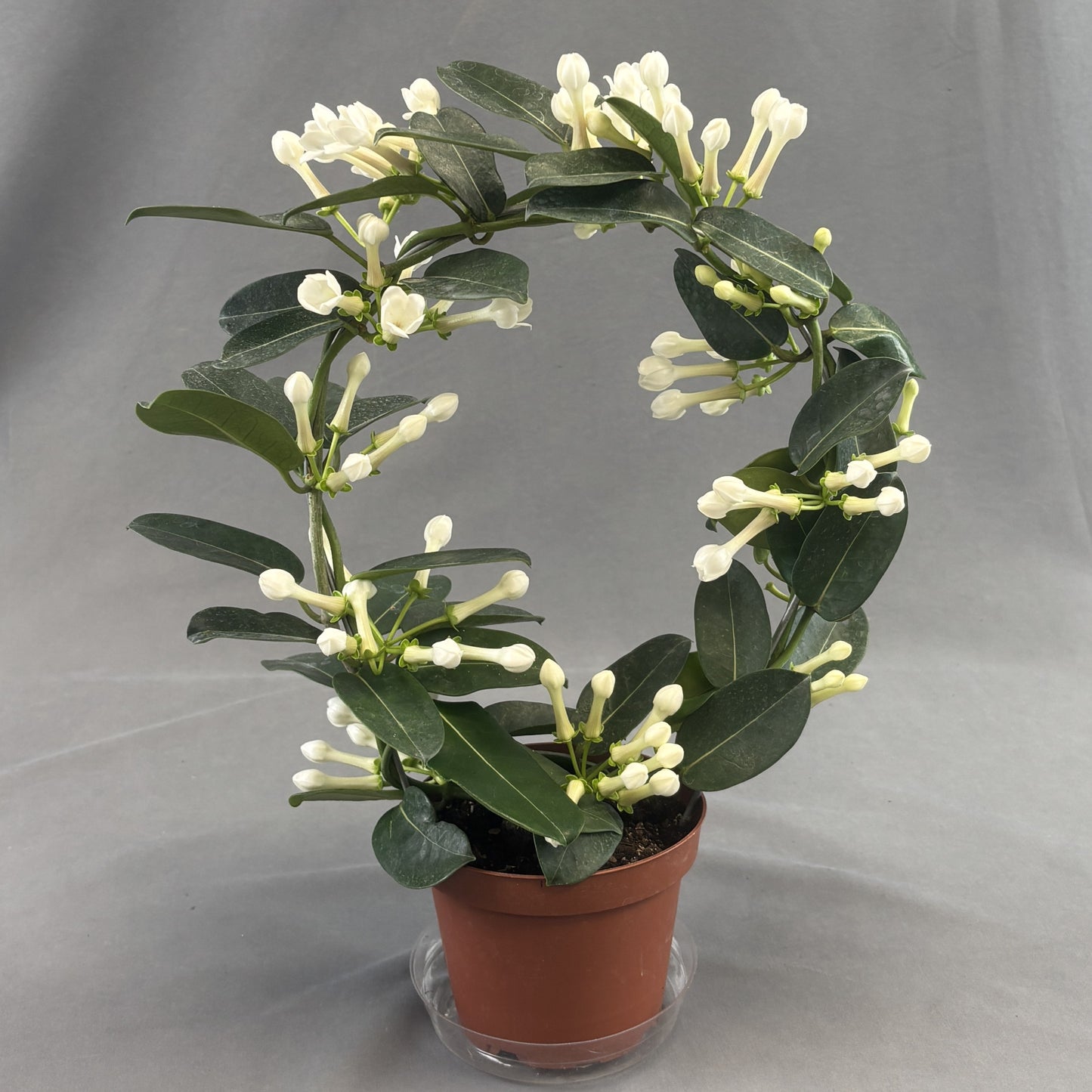 Stephanotis
