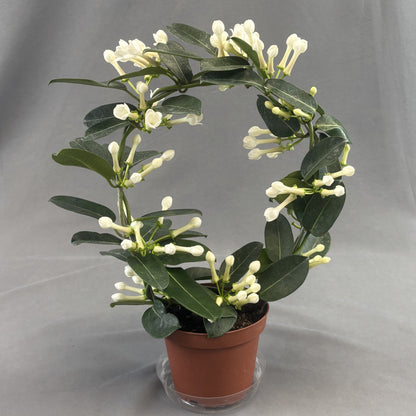 Stephanotis