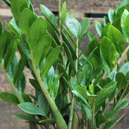 ZZ Plant