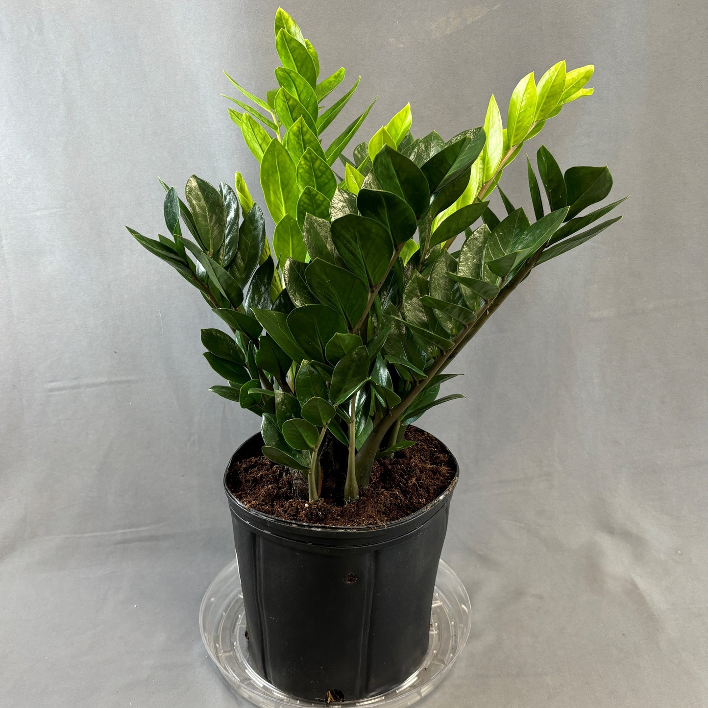ZZ Plant
