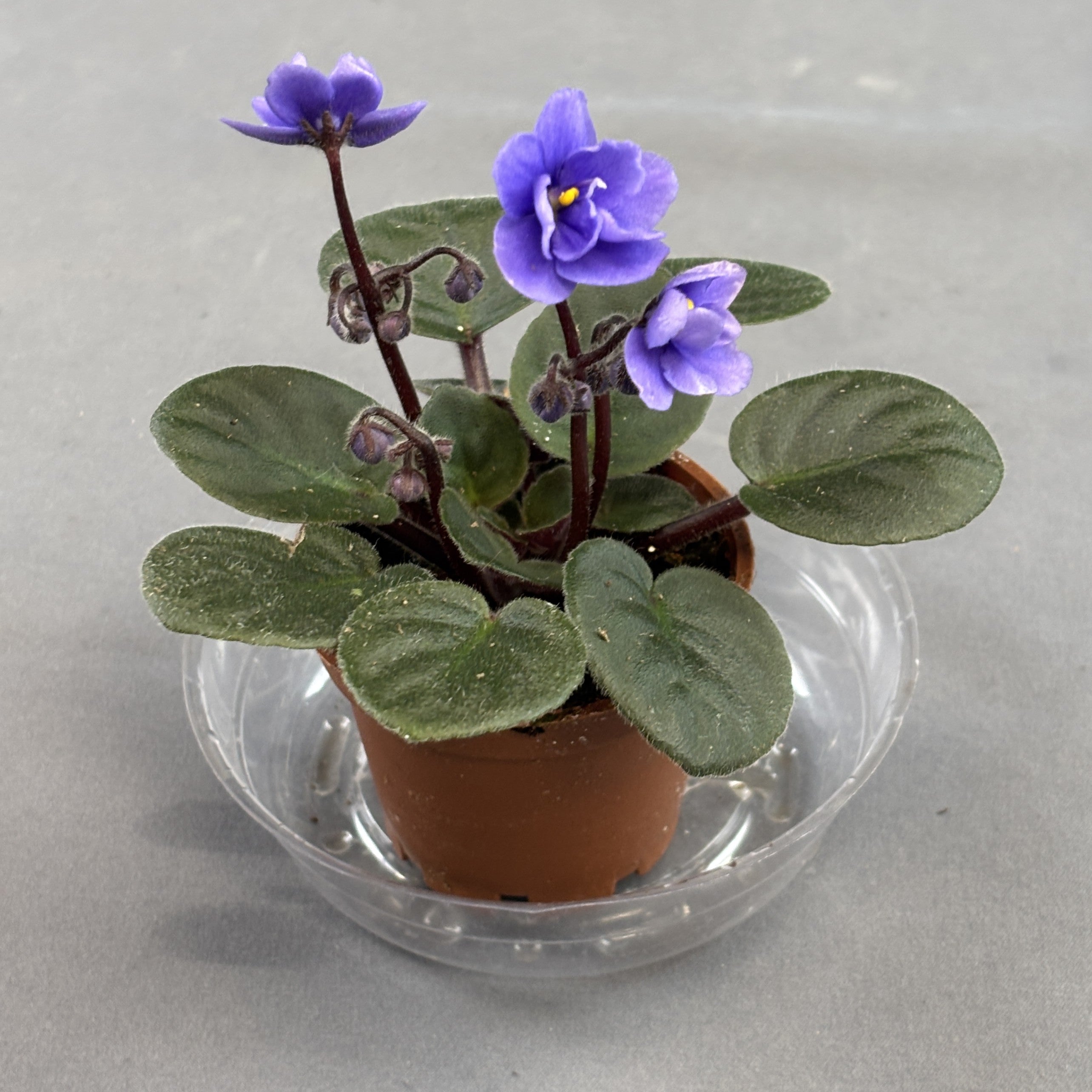 African Violets Assorted