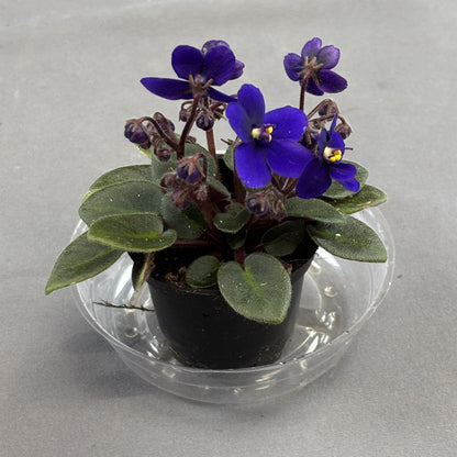 African Violets Assorted