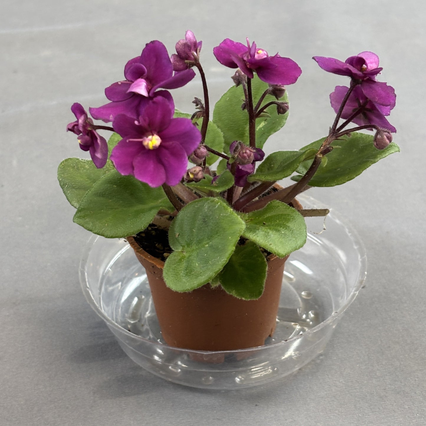 African Violets Assorted