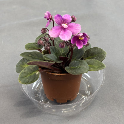 African Violets Assorted