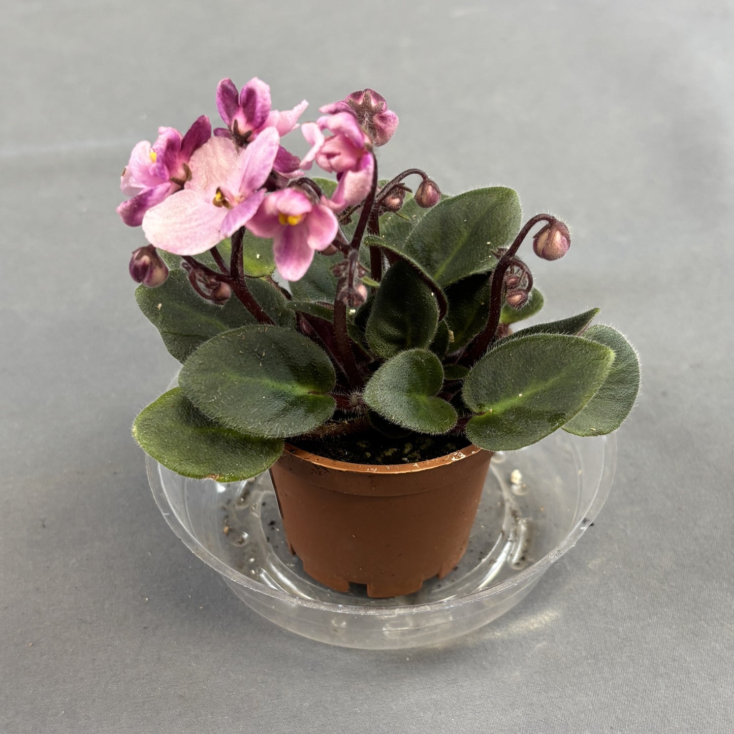 African Violets Assorted