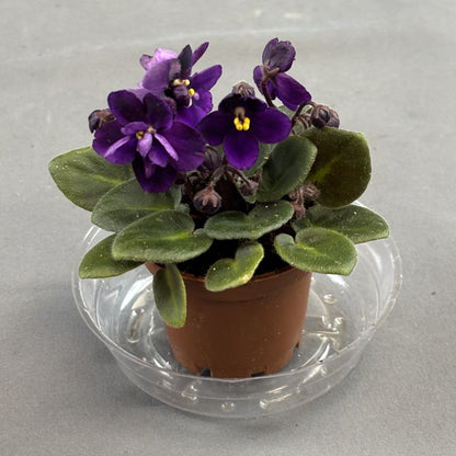 African Violets Assorted