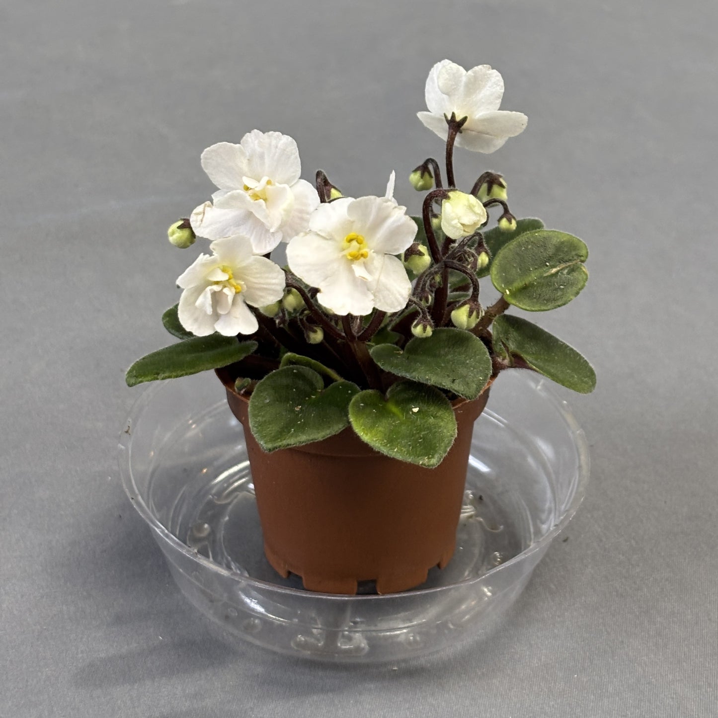 African Violets Assorted