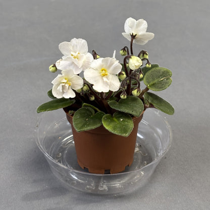 African Violets Assorted