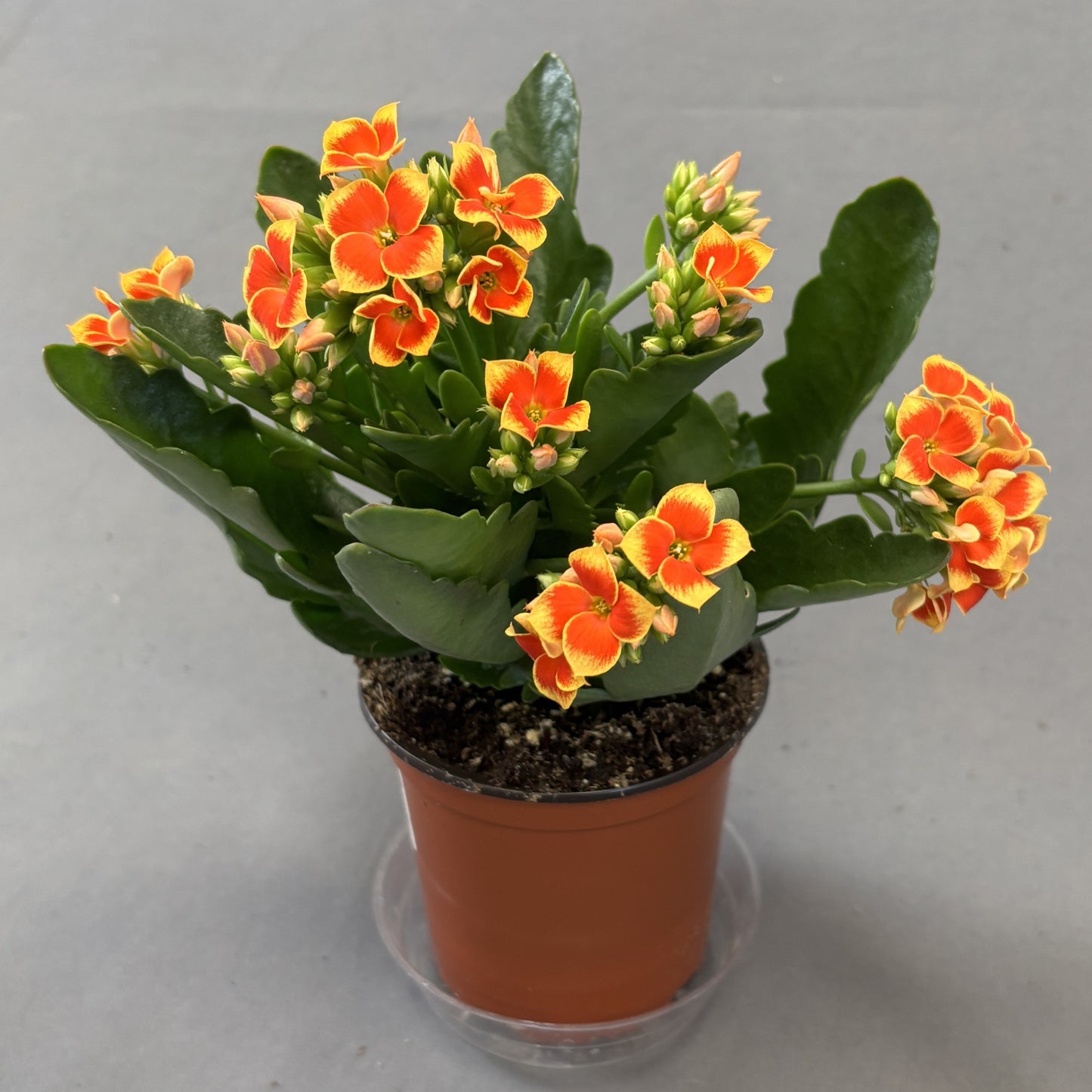 Kalanchoe