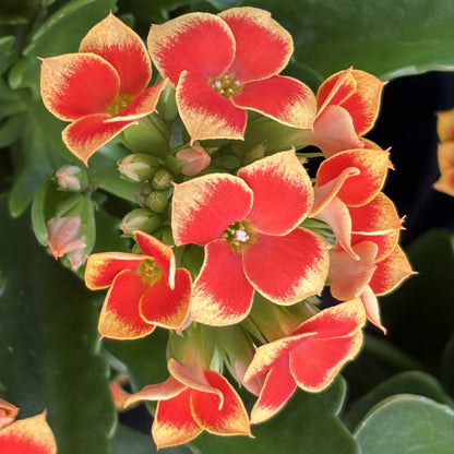 Kalanchoe