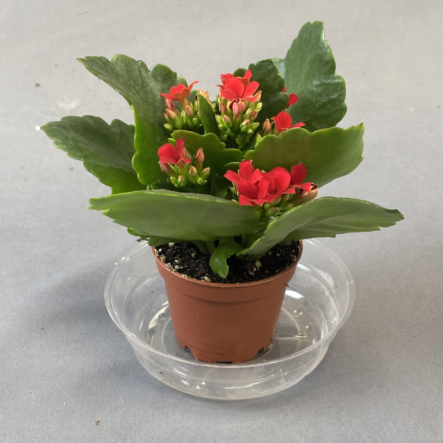 Kalanchoe