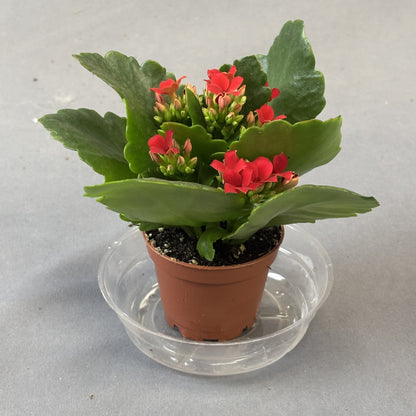 Kalanchoe