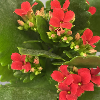 Kalanchoe