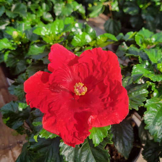 Tropical Hibiscus