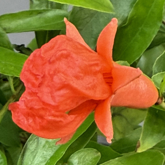 Ornamental Pomegranate Dwarf
