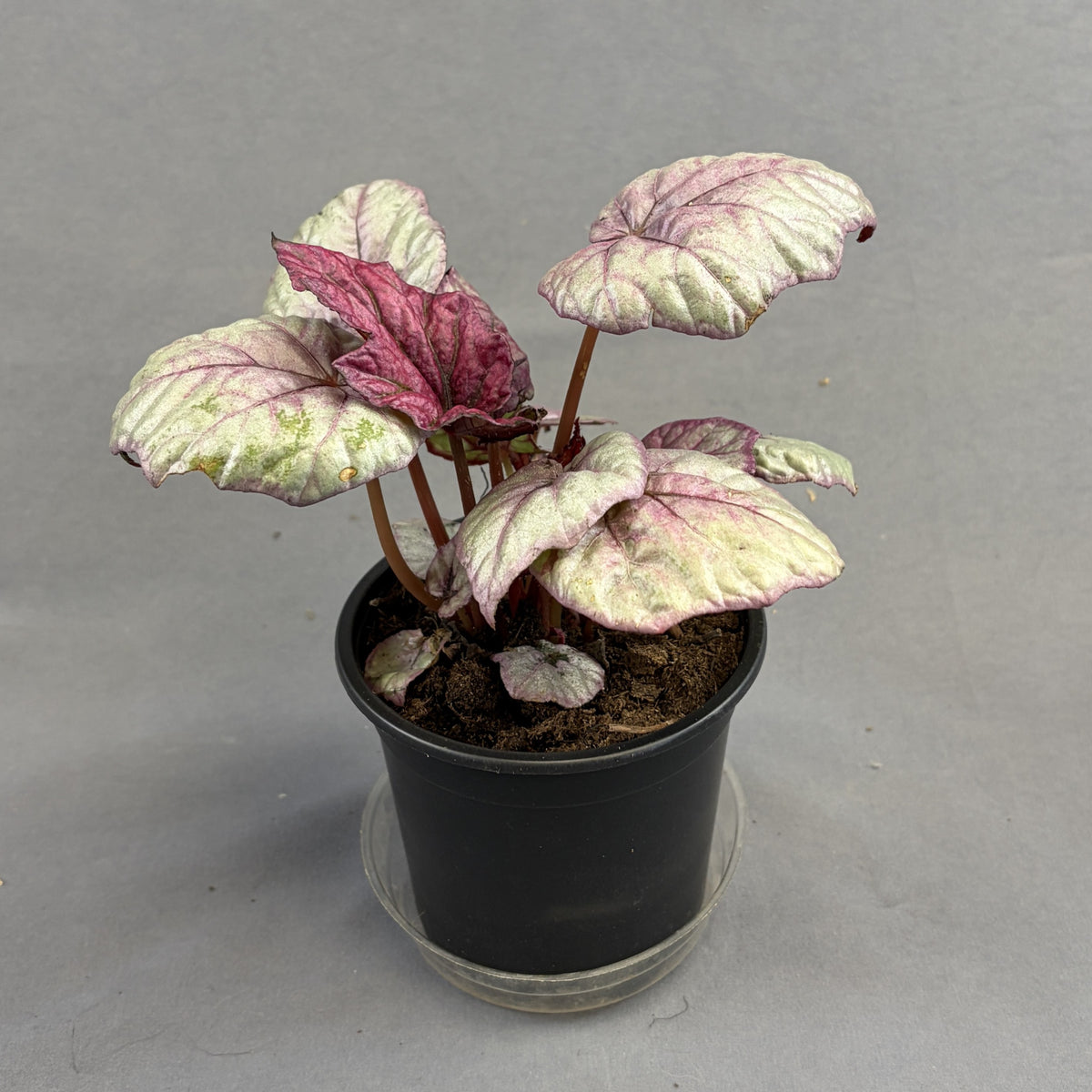 Begonia ‘Rex’ Assorted