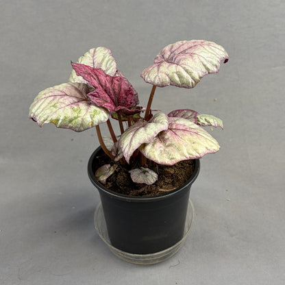Begonia ‘Rex’ Assorted