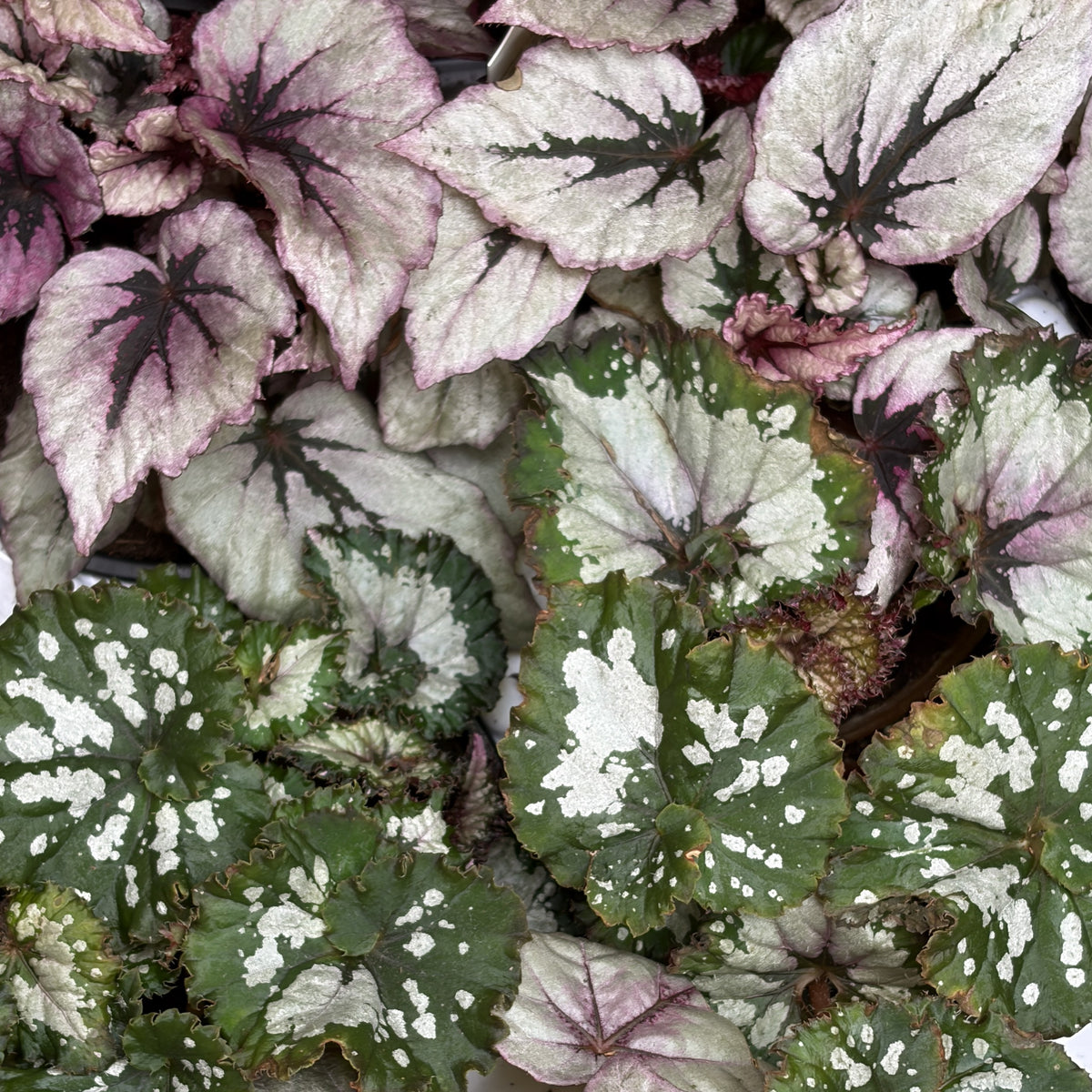 Begonia ‘Rex’ Assorted