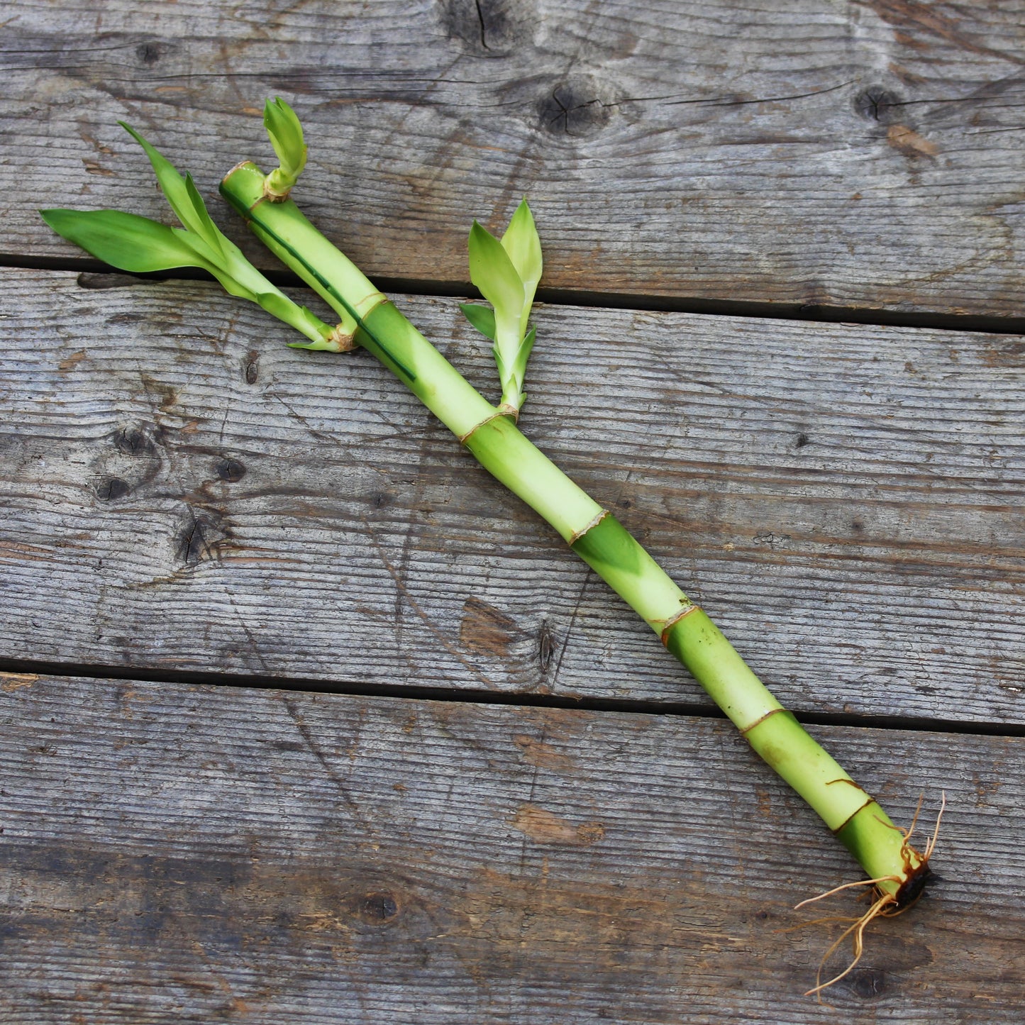Dracaena 'Lucky Bamboo'