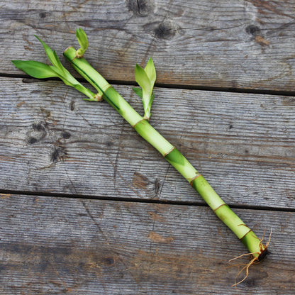Dracaena 'Lucky Bamboo'