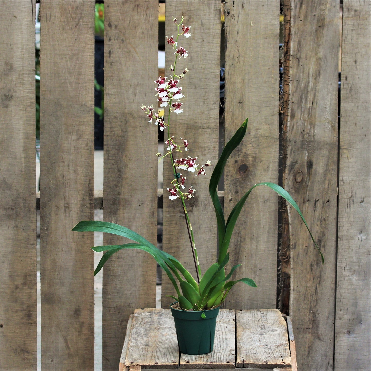 Oncidium Orchid