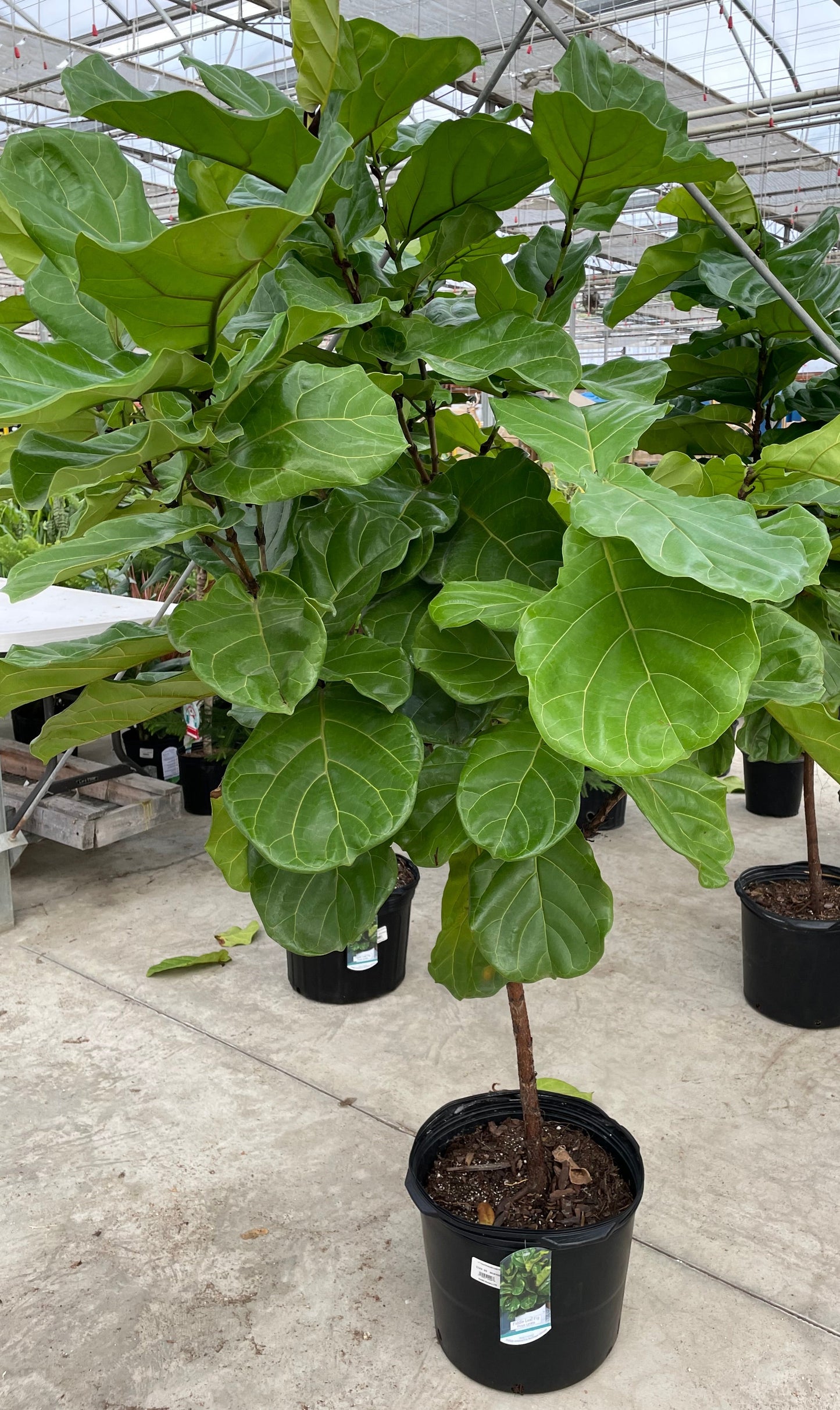 Ficus 'Fiddle Leaf Fig'