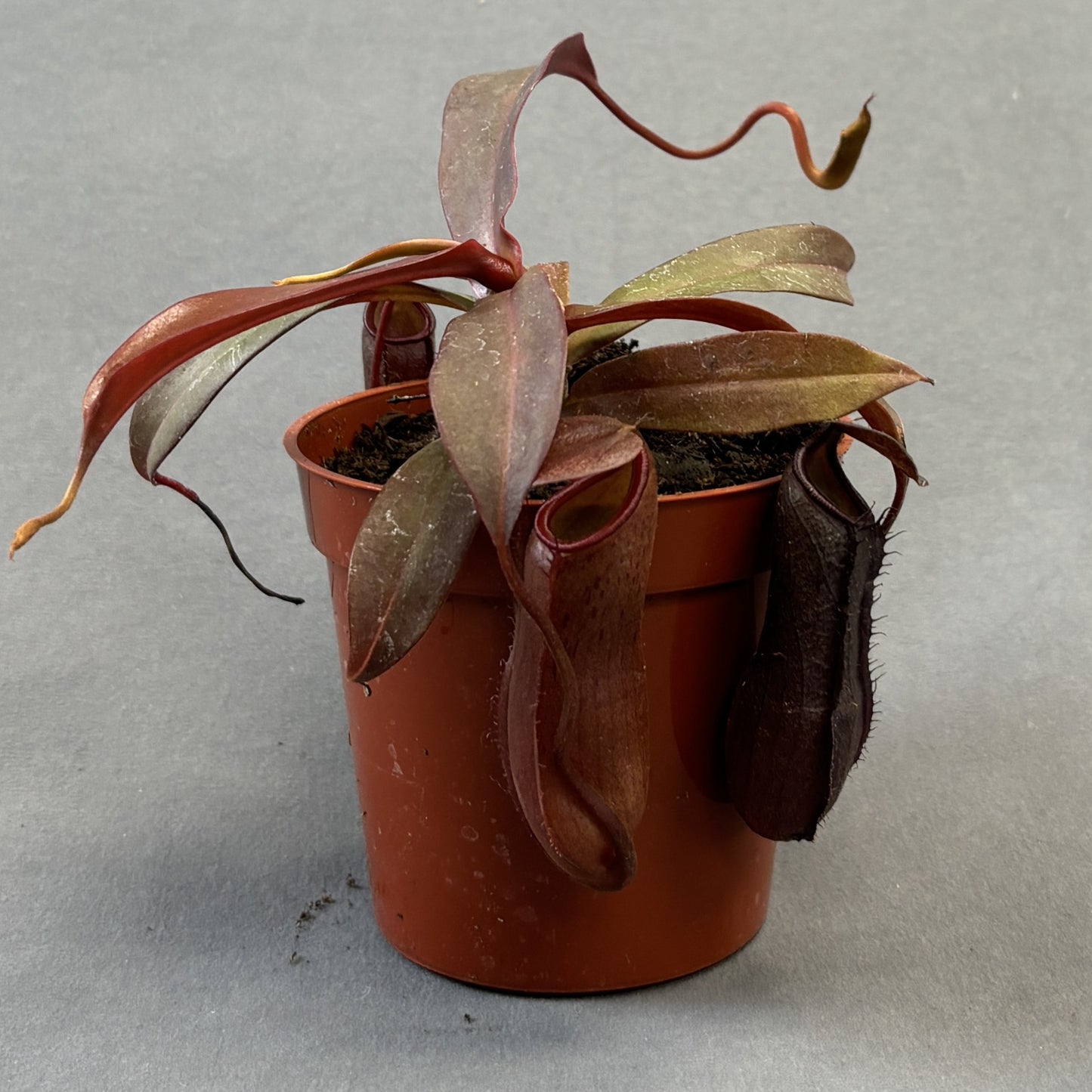 Asian Pitcher Plant