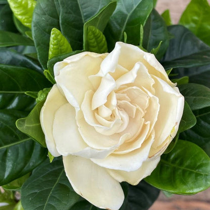Gardenia