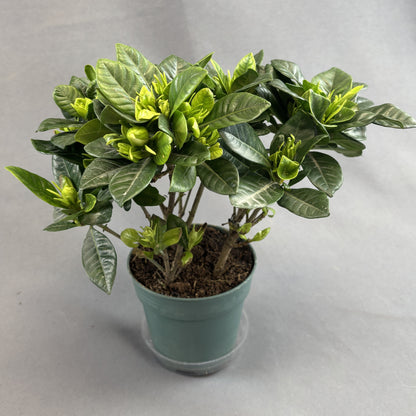 Gardenia