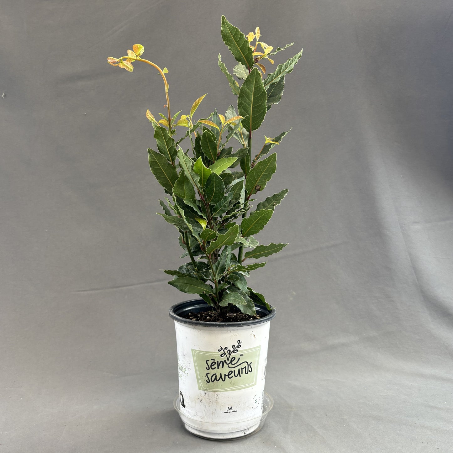 Bay Leaf