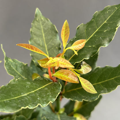 Bay Leaf